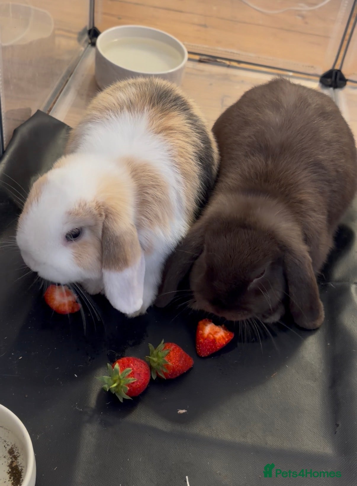 Mini Lop rabbits Mini Lops- 5 months old.  - Advert 6