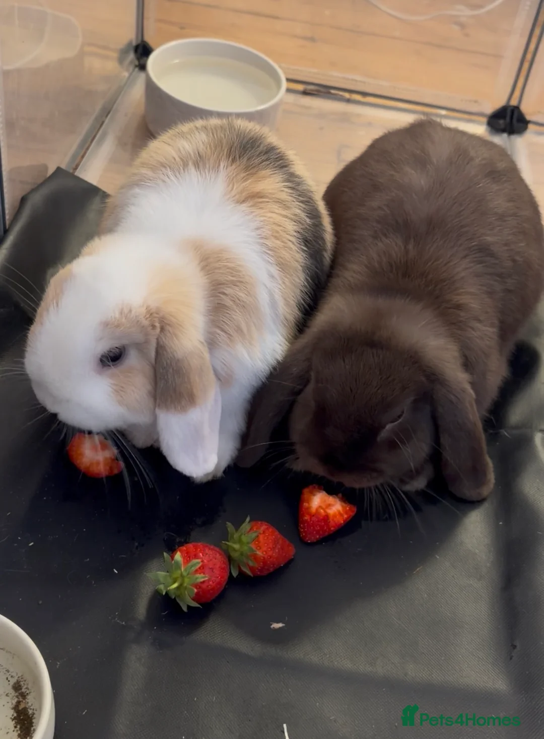 Mini Lop rabbits for sale: Mini Lops- 5 months old.  - Advert 1