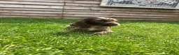 Cockapoo dogs for sale: Stunning F1 Miniature Cockerpoo Puppies - Advert 9