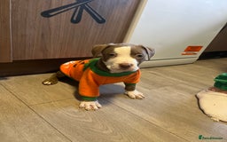 American Bully dogs for sale: American bully pups  - Image 3