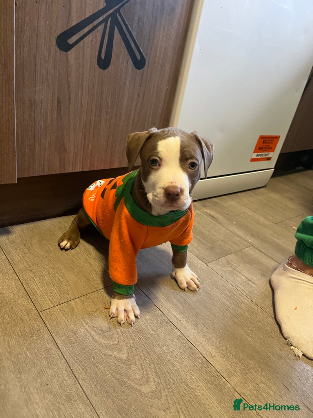 American Bully dogs for sale: American bully pups  - Image 3