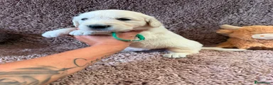 Green Collar