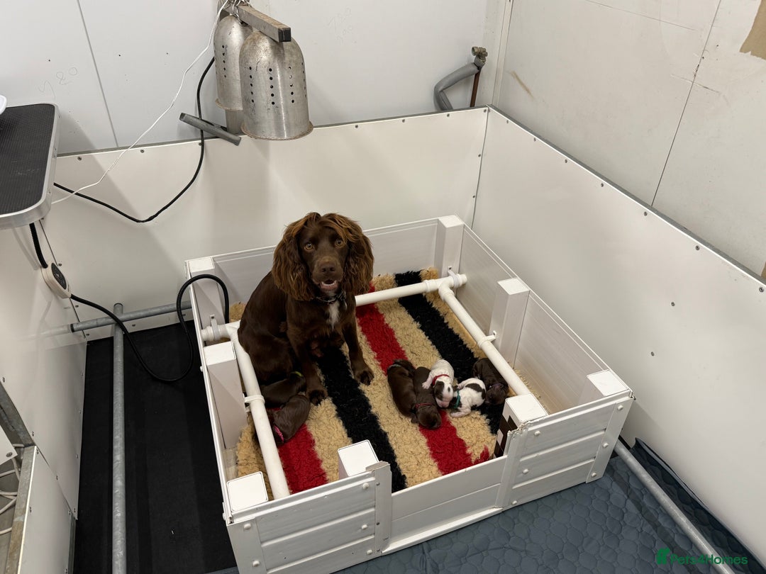 Cocker Spaniel dogs for sale: Working cocker spainel Puppys Ready to leave  - Image 23