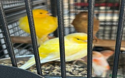 Canaries birds for sale: Various Stunning Baby Canaries  - Image 2