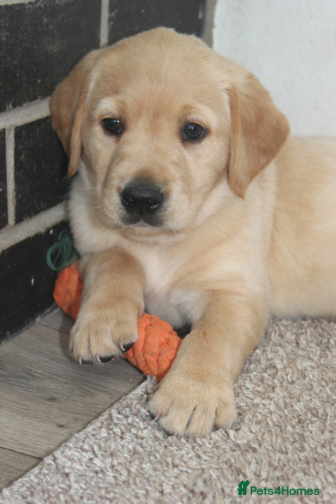 Goldador dogs for sale: Beautiful Goldador Puppies in Garndolbenmaen - Image 21