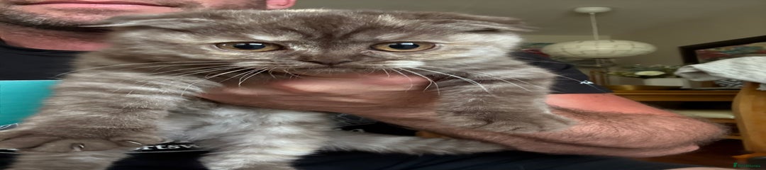 Owl cat