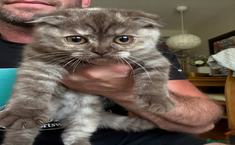 British Shorthair cats - Advert 12