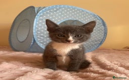 Ragdoll cats for sale: Ragdoll Cross Maine Coon Kitten - Image 8