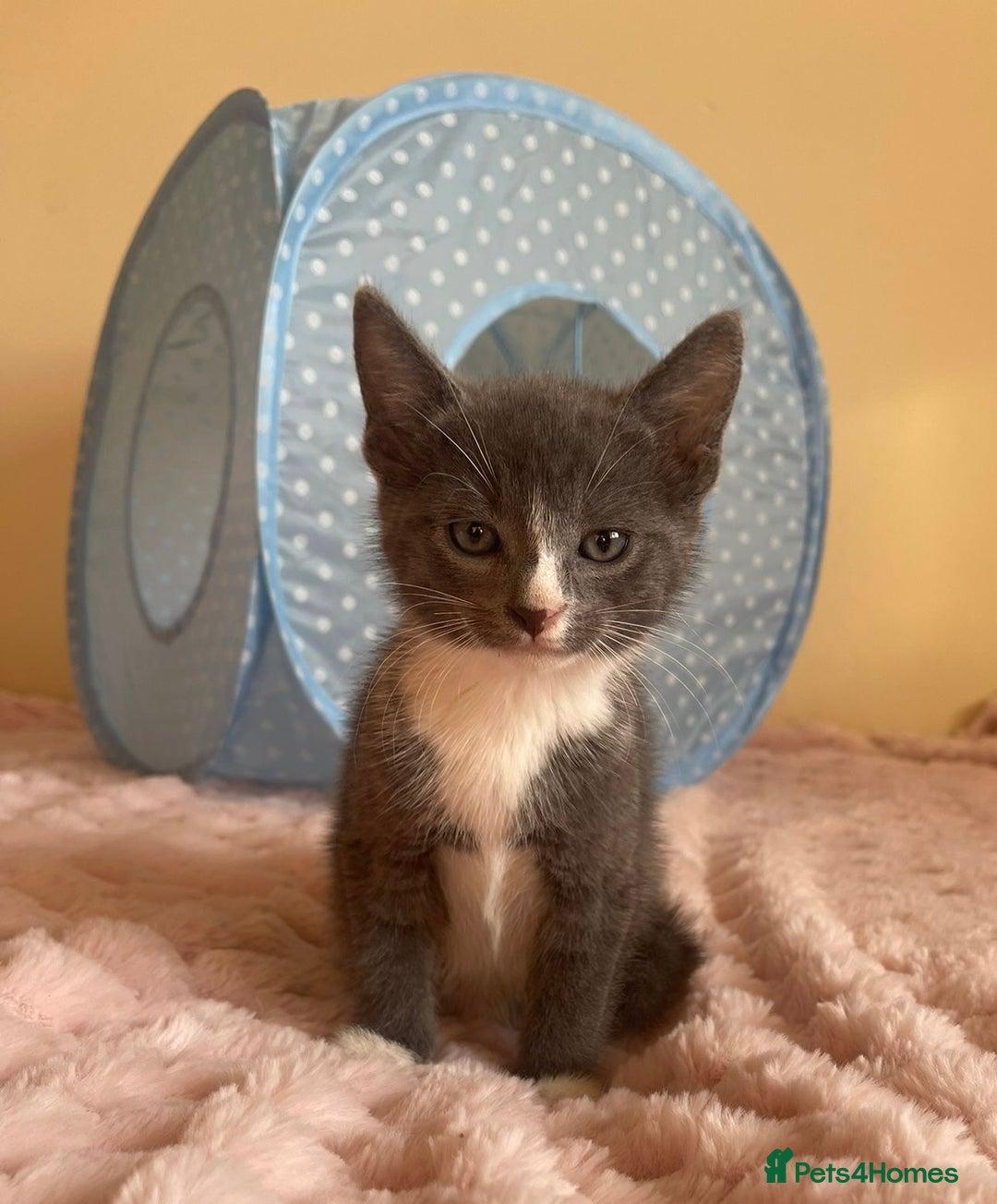 Ragdoll cats for sale: Ragdoll Cross Maine Coon Kitten - Image 8