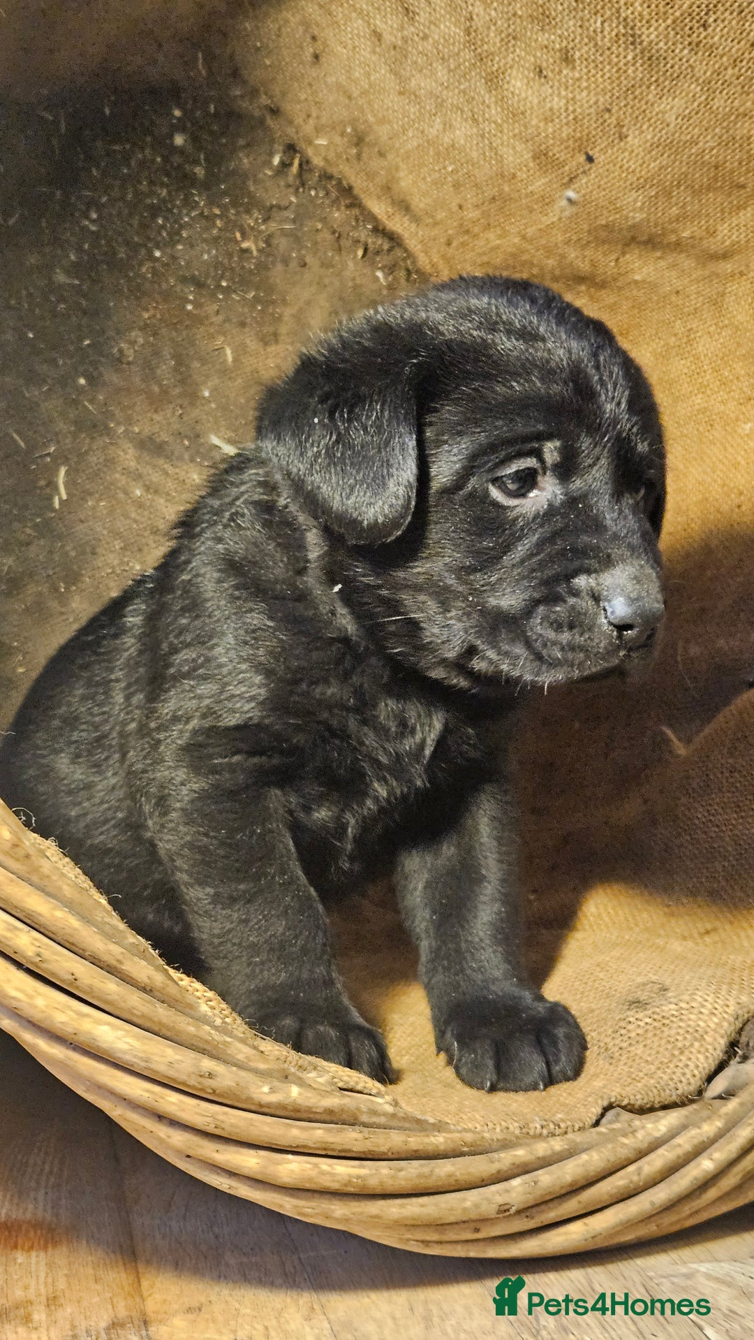 Labrador Retriever dogs for sale: Beautiful litter of KC registered Labrador Puppies - Advert 6