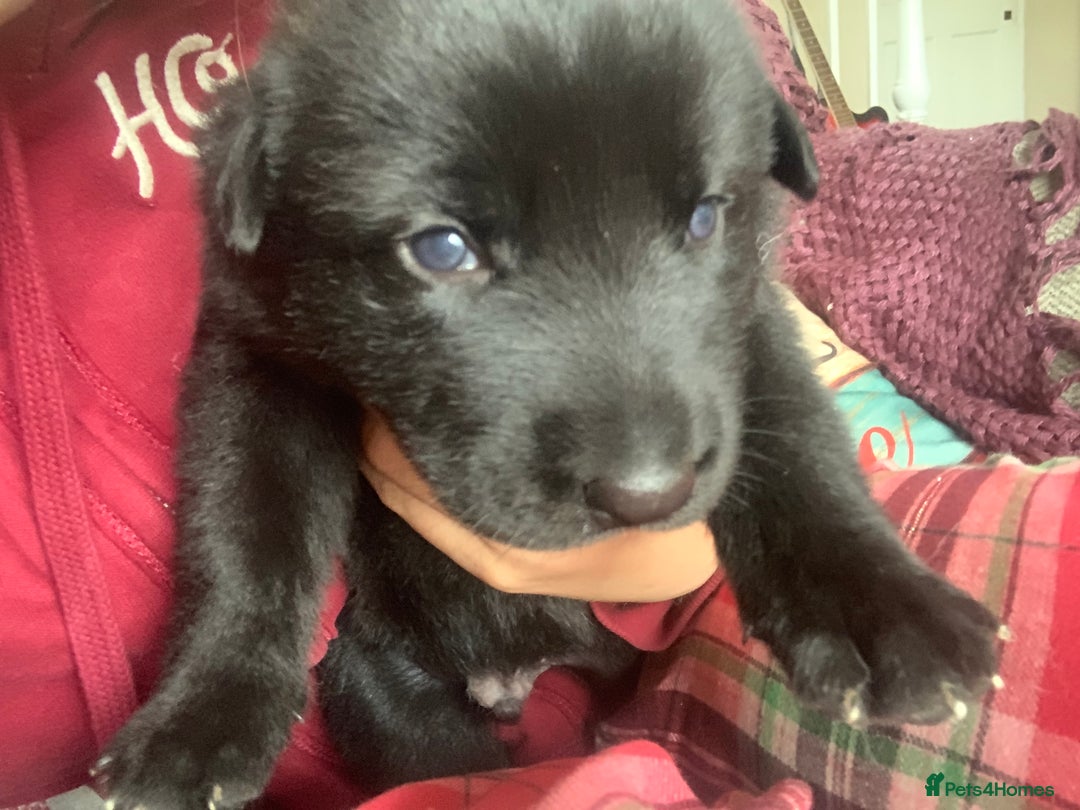 Mixed Breed dogs for sale: Labrador x German Shepard puppies - Image 12