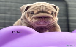 English Bulldog dogs for sale: Outstanding English bulldog puppies - Image 26
