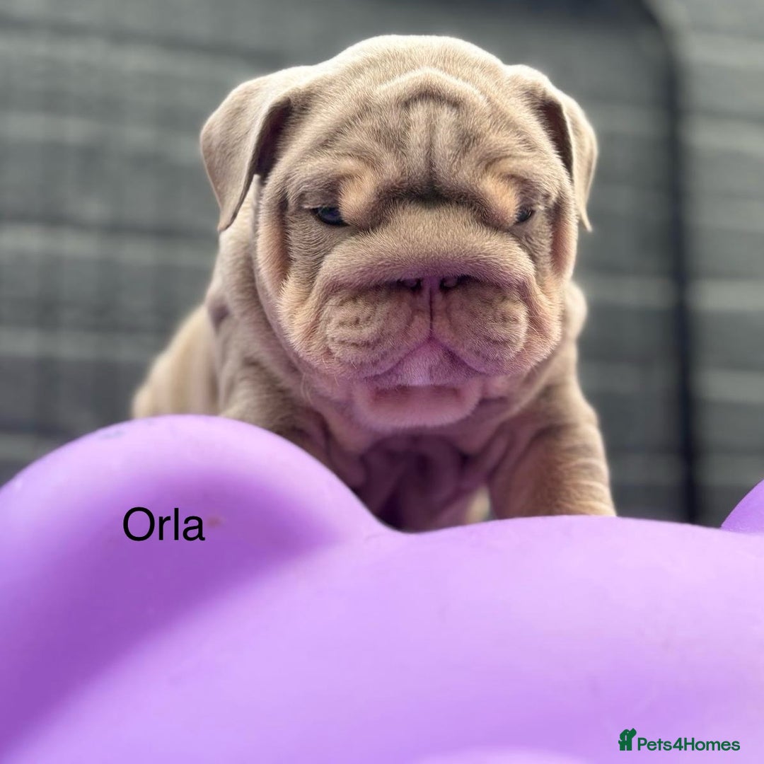 English Bulldog dogs for sale: Outstanding English bulldog puppies - Image 26