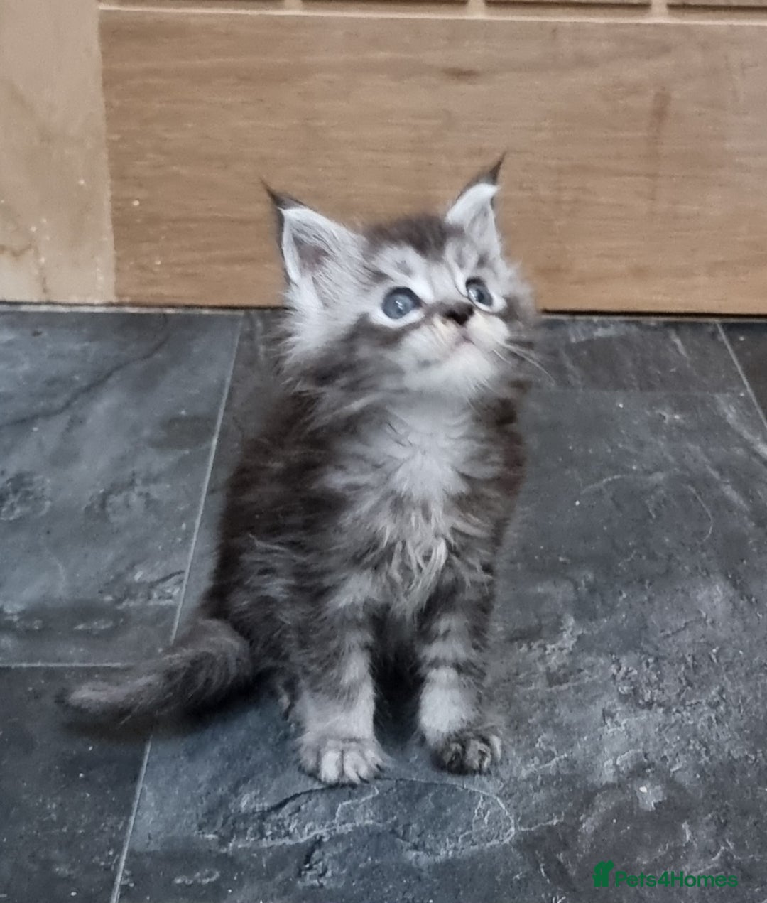Maine Coon cats for sale: Pedigree GCCF Maine Coon Kitten available  - Image 30