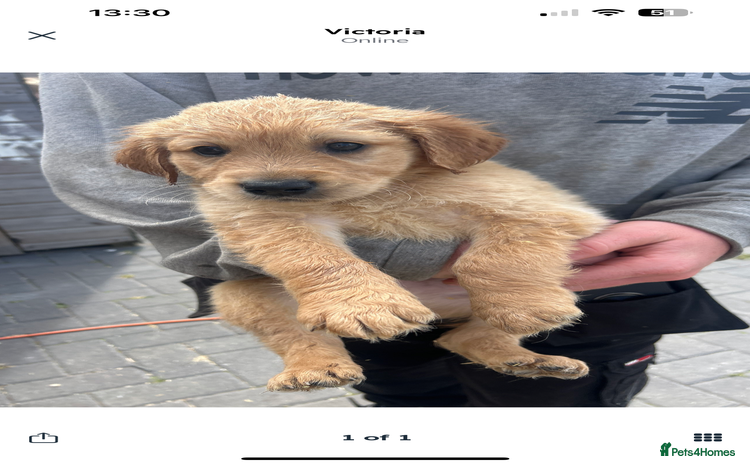 Golden Retriever dogs - Advert 3