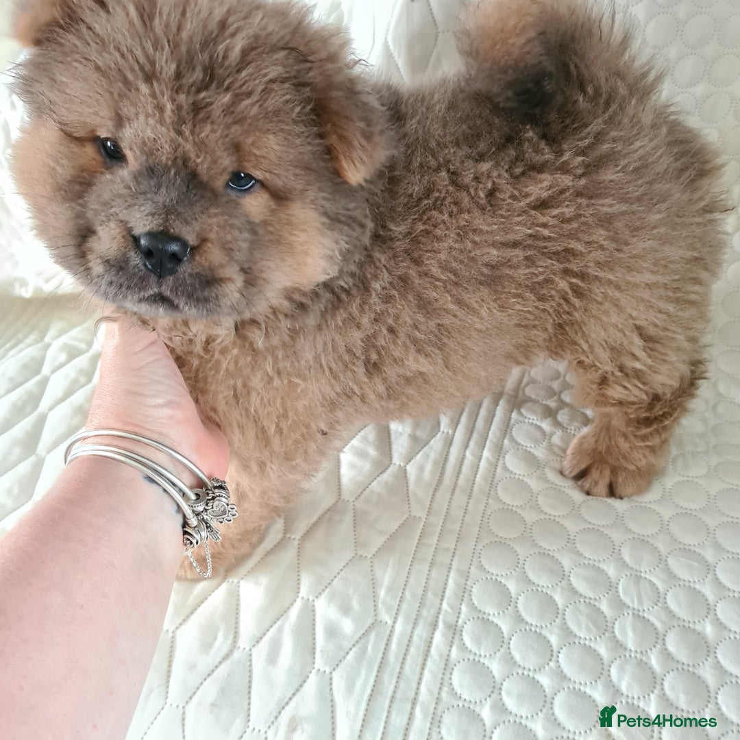 Chow Chow dogs for sale: Gorgeous kc chow chows in Middlesbrough - Image 4