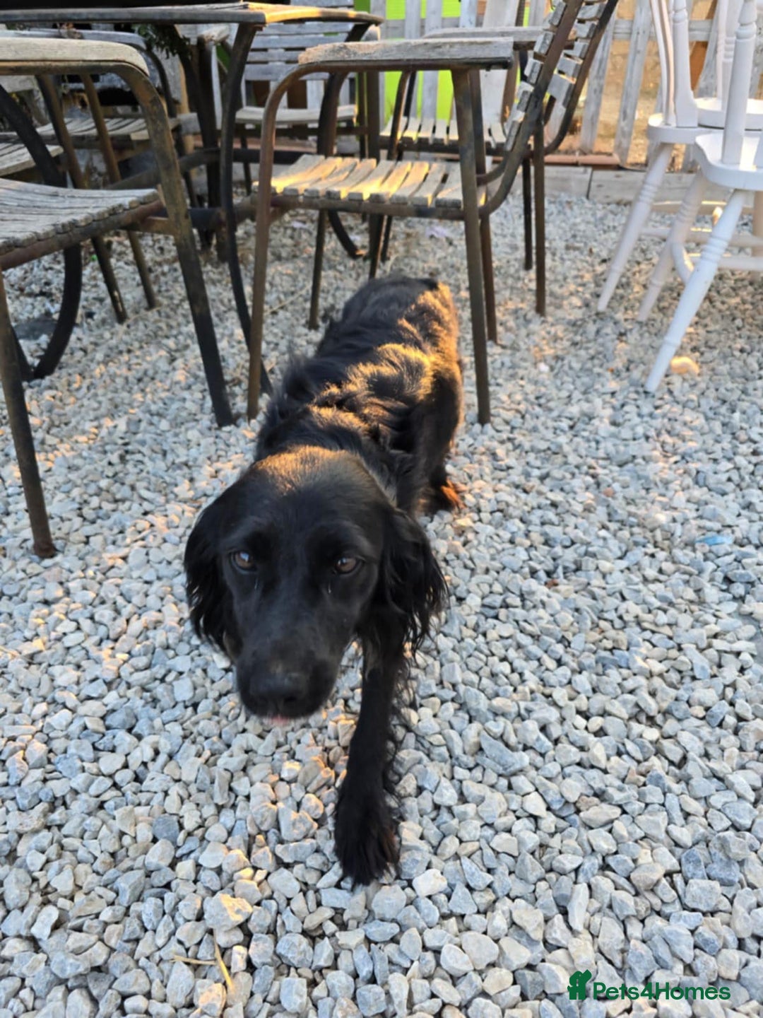 Cocker Spaniel dogs for adoption: Dena! - Image 4