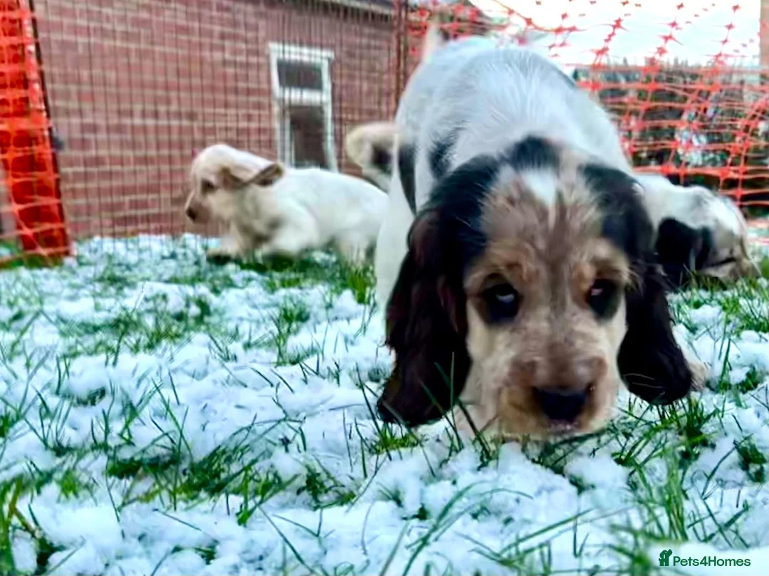 Cocker Spaniel dogs for sale: Gorgeous pair of pups remaining  - Advert 12