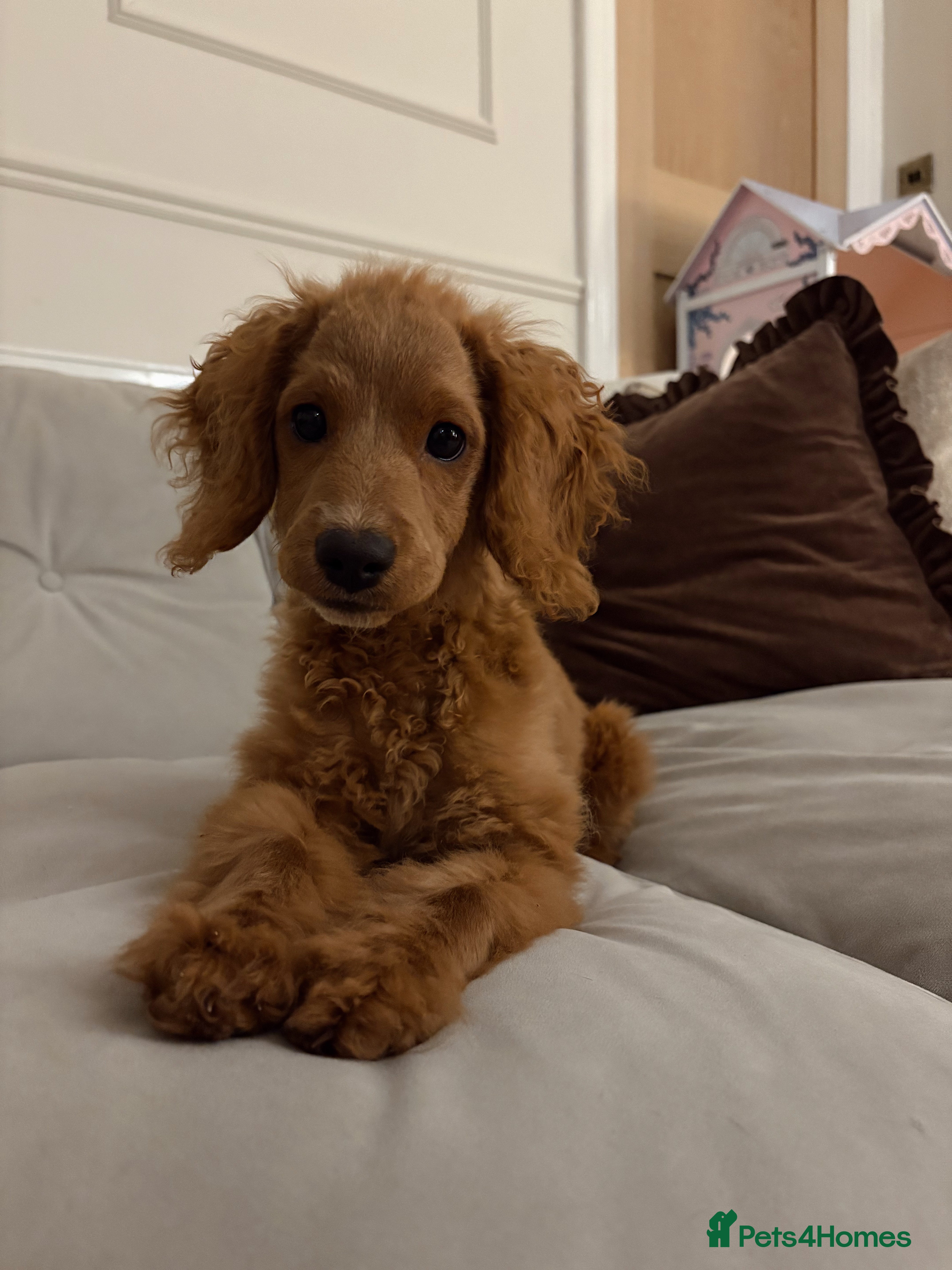 Cockapoo dogs Goldie 5 month old cockapoo - Advert 1