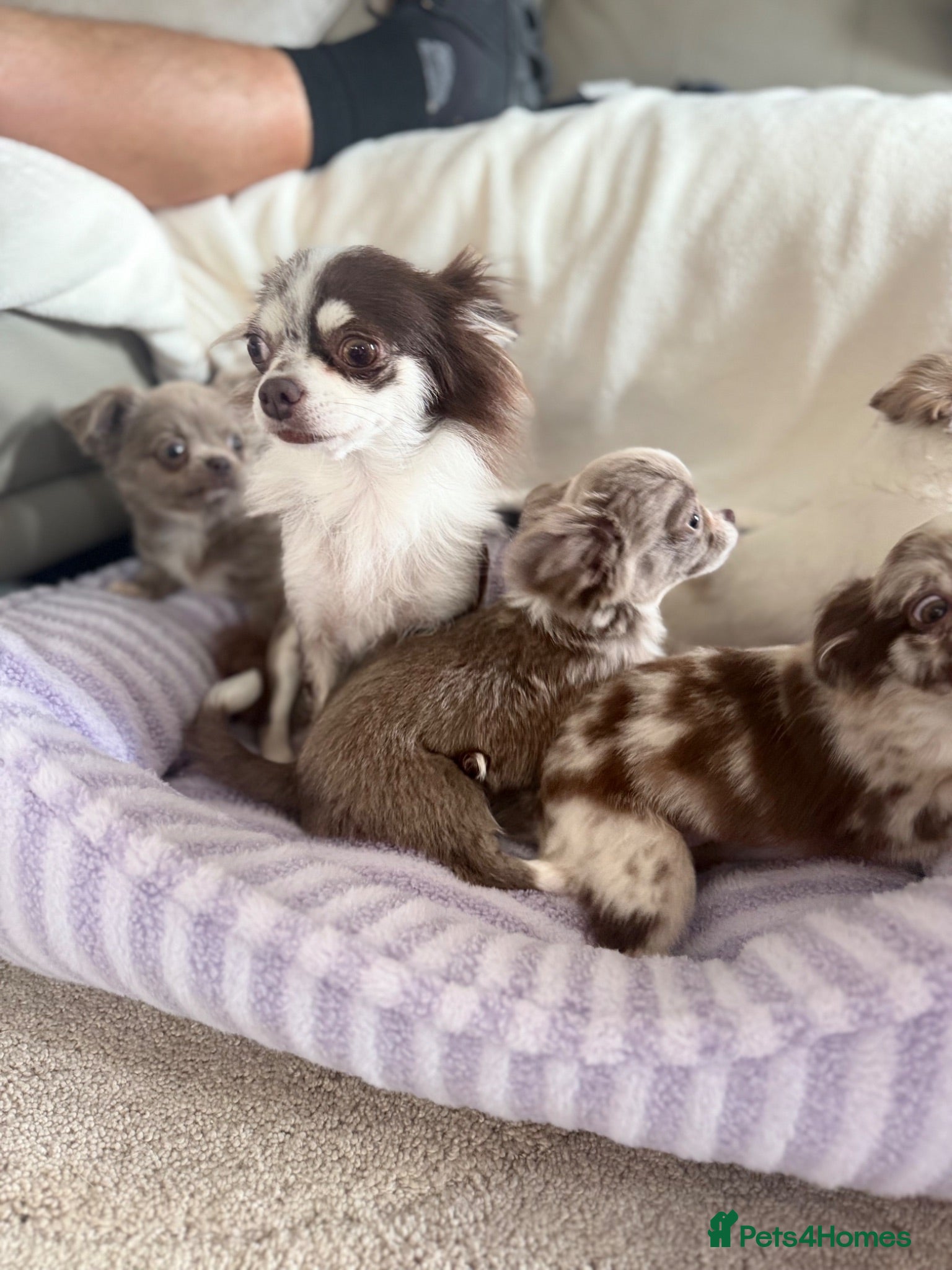 Chihuahua dogs Longhair chihuahua puppies Russian blood lines - Advert 2