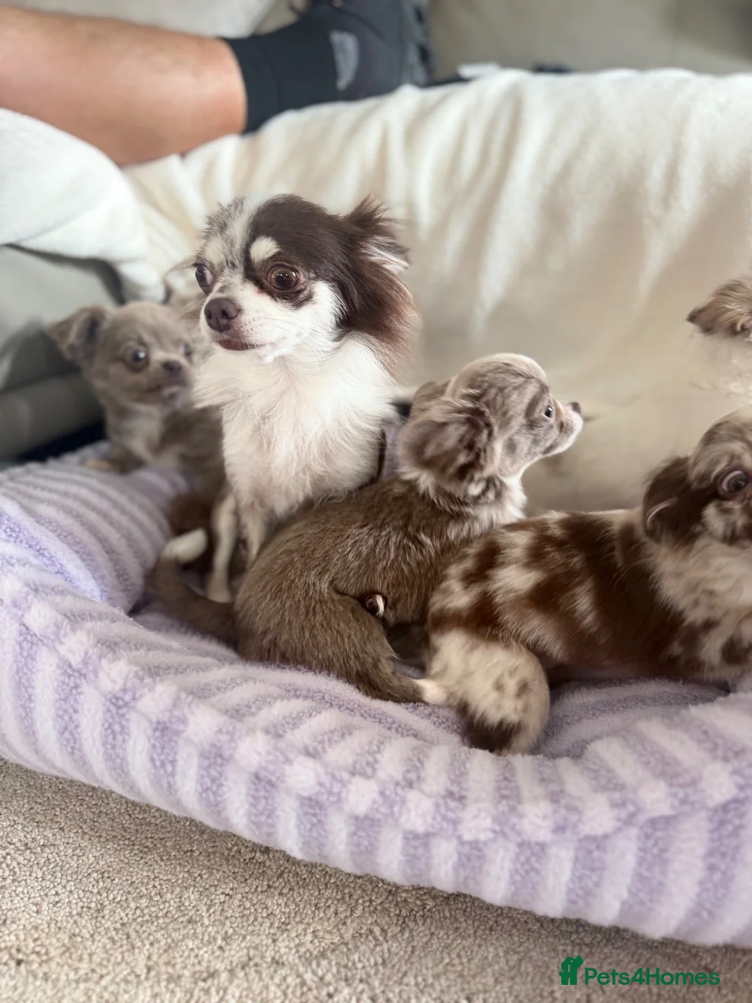 Chihuahua dogs for sale: Longhair chihuahua puppies Russian blood lines - Advert 2