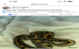 Python Snake reptiles for sale: Leopard ball python male  - Image 2