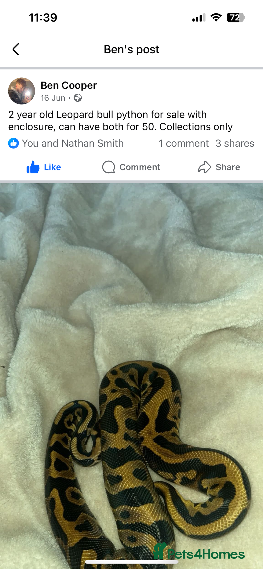 Python Snake reptiles for sale: Leopard ball python male  - Image 2