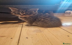 Maine Coon cats for sale: Beautiful Mainecoon X  9 kittens  - Image 18