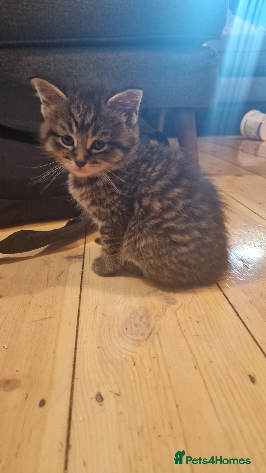 Maine Coon cats for sale: Beautiful Mainecoon X  9 kittens  - Image 18