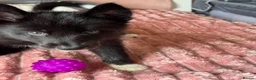 Mixed Breed dogs for sale: Crufts Line Husky x Malamute - Health tested 🐾 - Advert 31