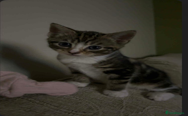 Mixed Breed cats - Advert 1