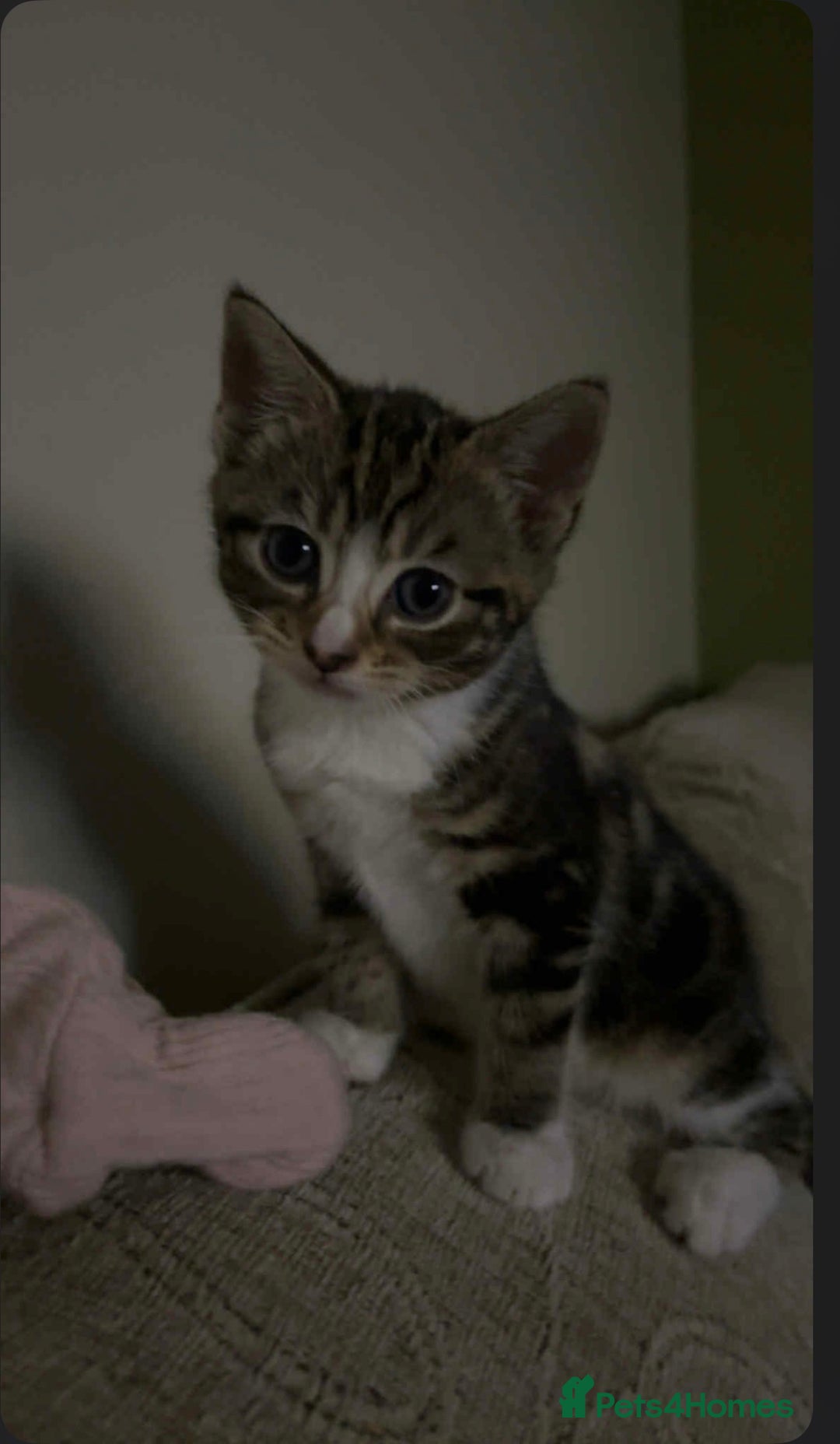 Mixed Breed cats for sale: 2 female kittens for sale - Image 1