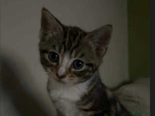 Mixed Breed cats - Advert 17