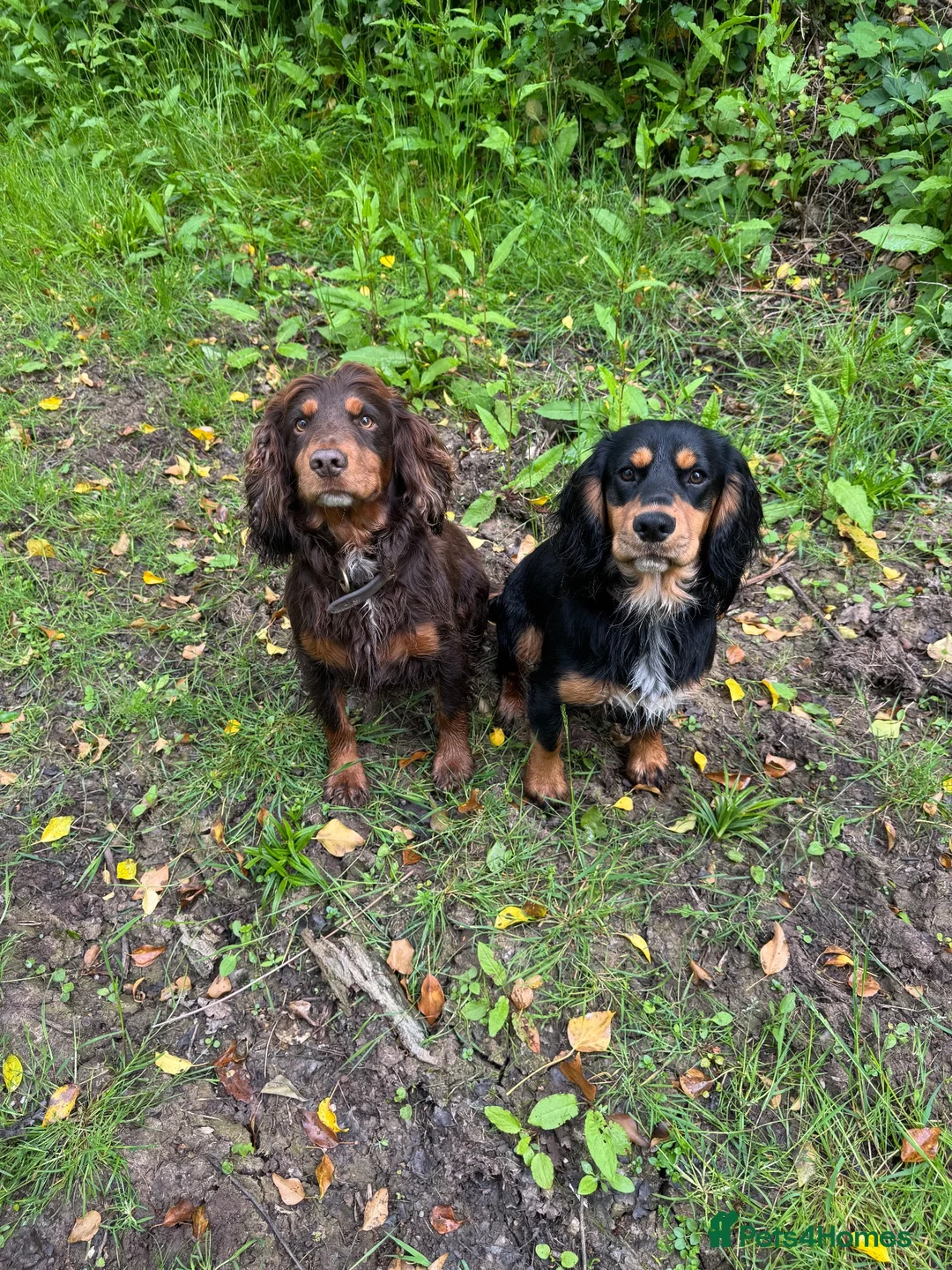 Cocker Spaniel dogs for stud: Cocker spaniel for stud - Advert 2