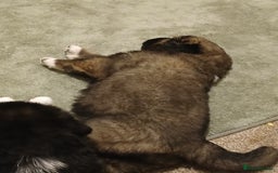 Caucasian Shepherd Dog dogs for sale: Caucasian shepherd puppies for sale  - Advert 9