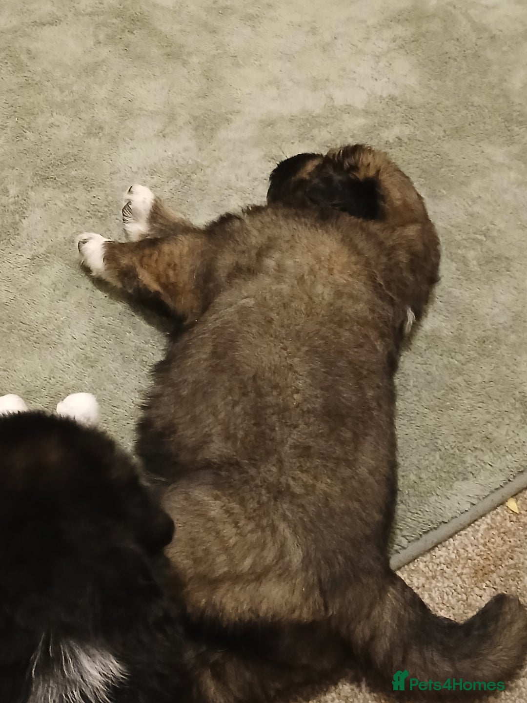 Caucasian Shepherd Dog dogs for sale: Caucasian shepherd puppies for sale  - Advert 9