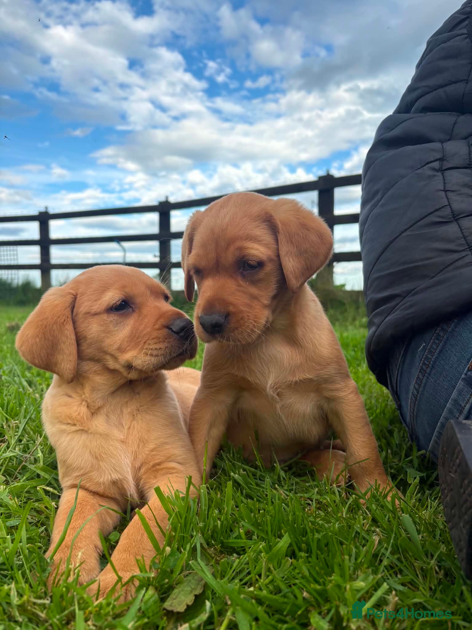 Labrador Retriever dogs Ready now Red Labrador puppies  - Advert 16