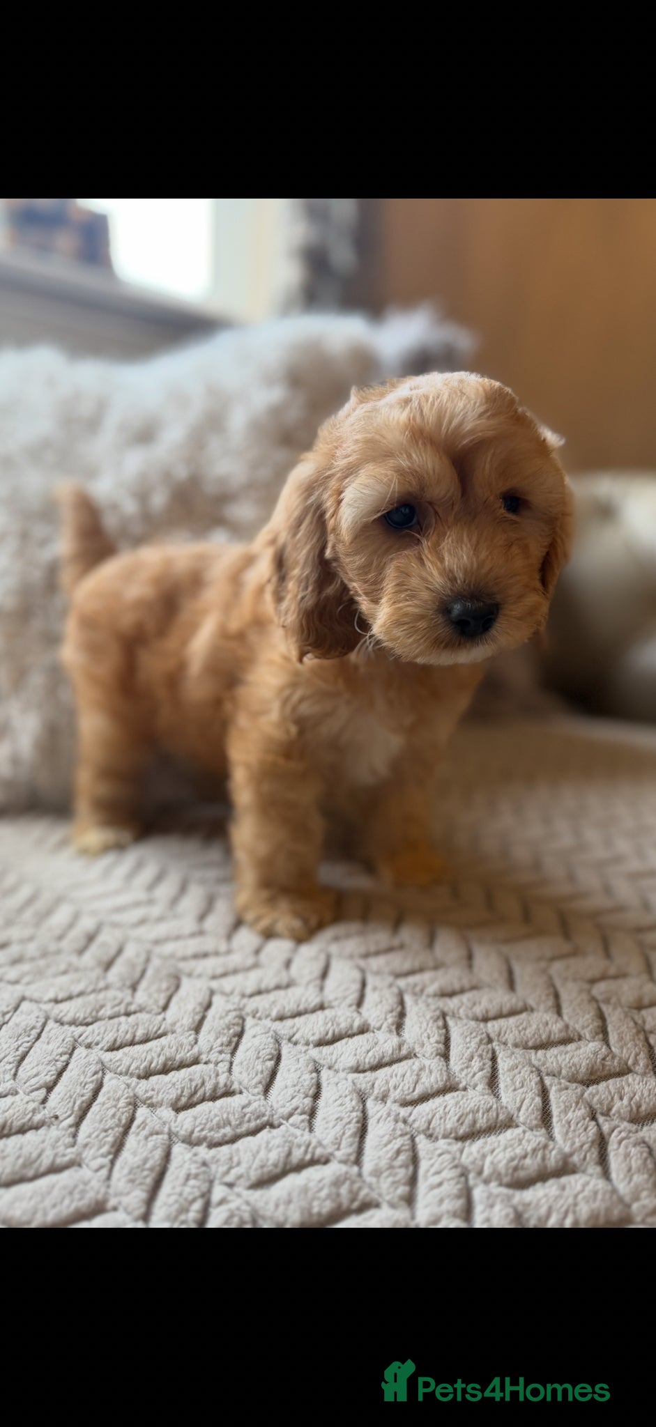 Cavapoo dogs 🌸 FULLY HEALTH TESTED, READY NOW 🌸 - Advert 1