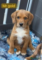 Mixed Breed dogs - Advert 3