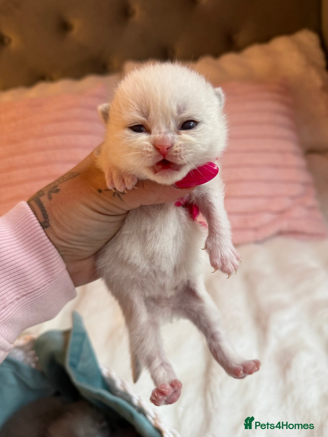 British Shorthair cats for sale: Pure British shorthair Champion line 😻🥇🏆 - Image 18