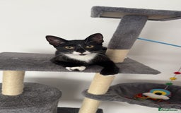 British Shorthair cats for sale: 2 female sister cats  - Image 3