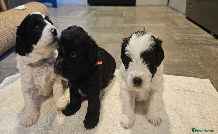 Cavapoo dogs - Advert 1