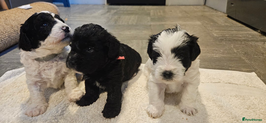 Cavapoo dogs for sale: My Beautiful  girl has had her 1st and only litter - Image 1