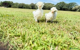 Chickens poultry for sale: Polish and pekin bantam chicks  - Image 6