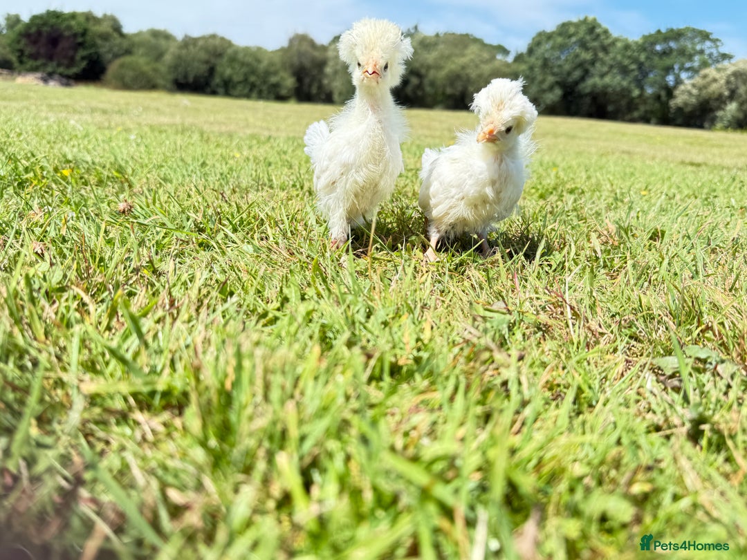 Chickens poultry for sale: Polish and pekin bantam chicks  - Image 6