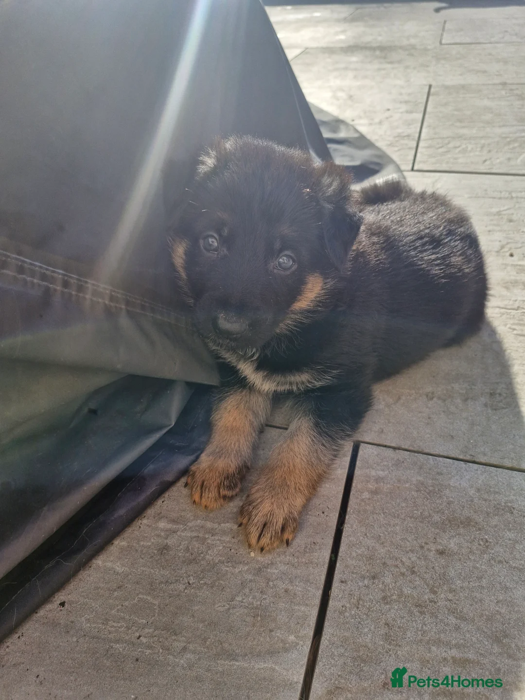 German Shepherd dogs for sale: German shephard puppies in Dudley - Advert 2