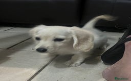 Miniature Dachshund dogs for sale: Cream Longhair Miniature Dachunds Ready Now - Image 13
