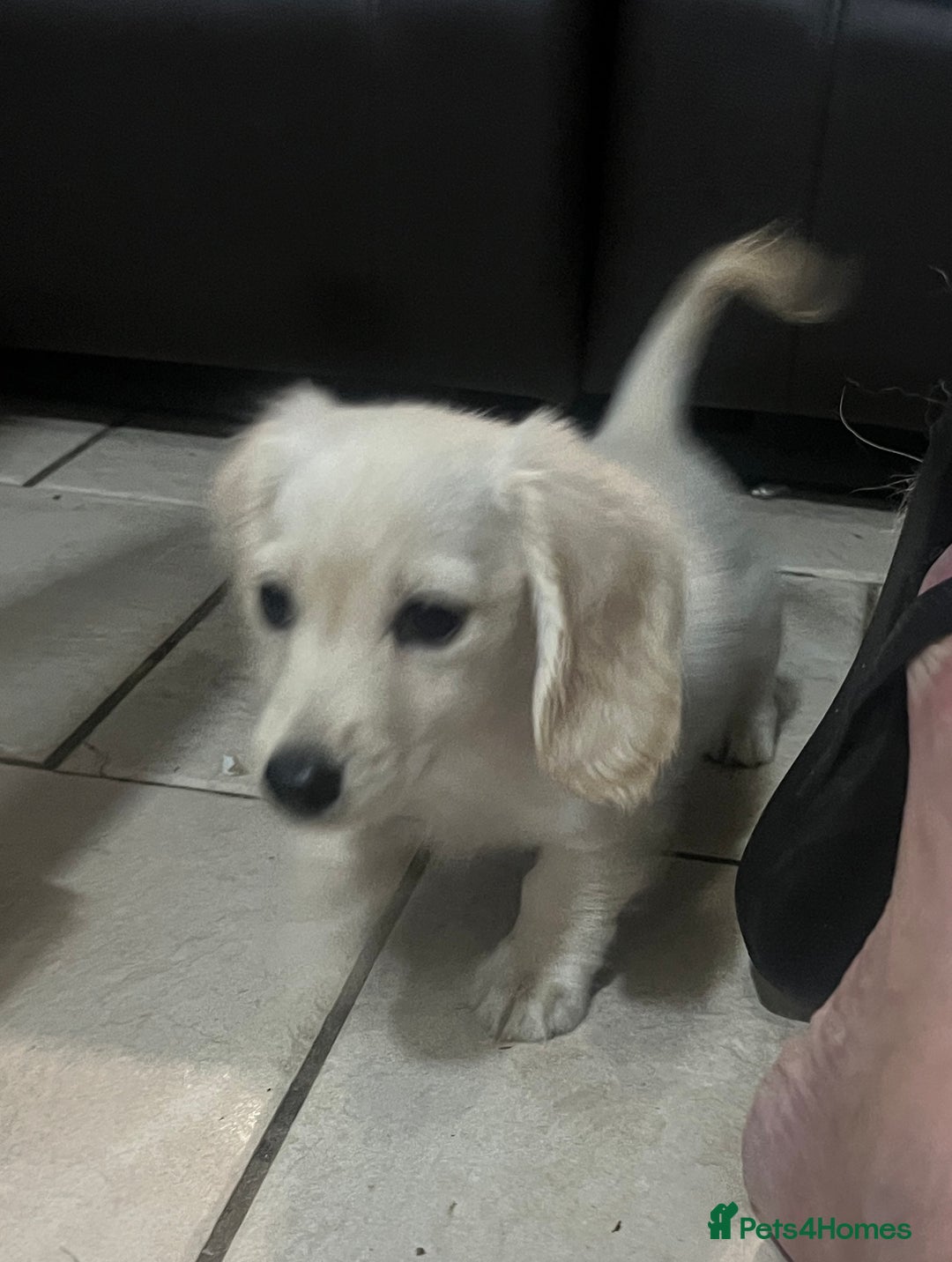 Miniature Dachshund dogs for sale: Cream Longhair Miniature Dachunds Ready Now - Image 13