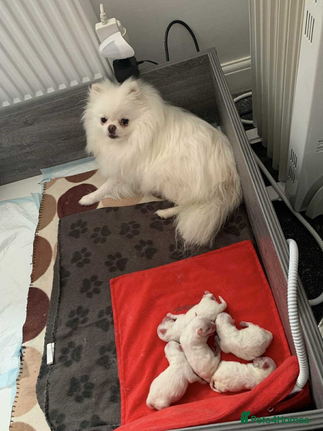 Pomeranian dogs for sale: KC White Pomeranian polar bears 🐻‍❄️  - Image 18