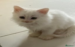Maine Coon cats for sale: 	Rare Polydactyl Kittens + 1 Blue-Eyed Beauty - Image 5